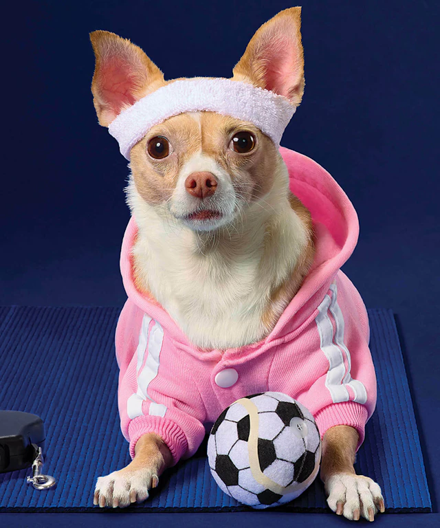 A chihuahua wearing a track suit and headband