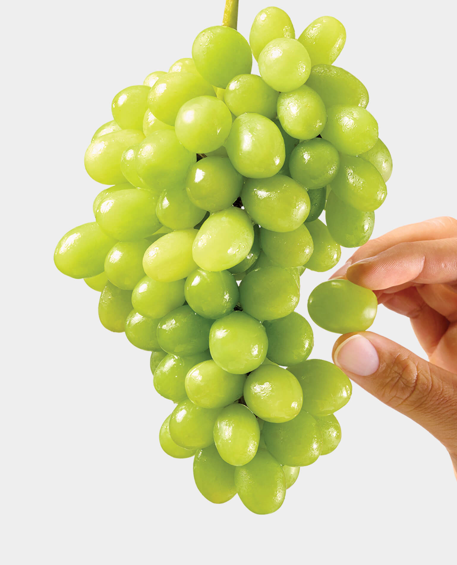 A hand picking a single grape from a bunch of green grapes.