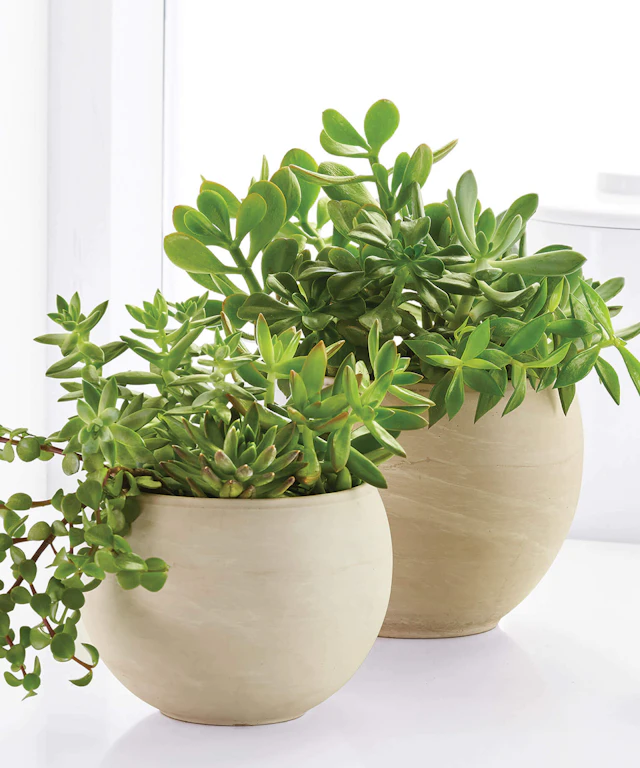 Two plants in white pots