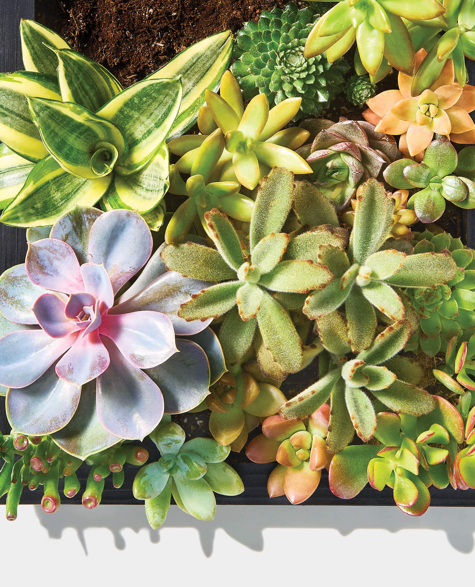 A variety of colorful succulents in a rectangular tray.